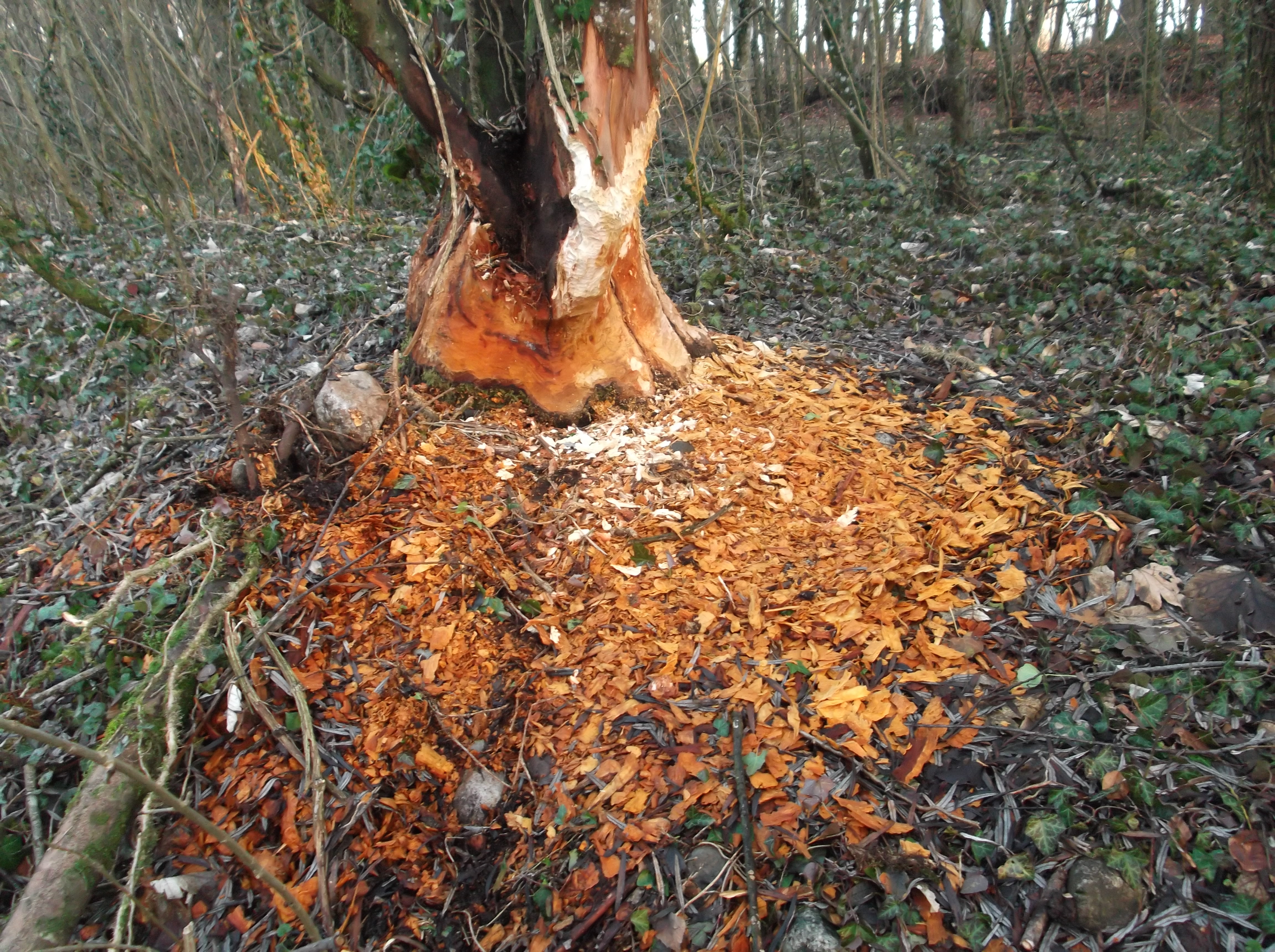 Beaver-tree