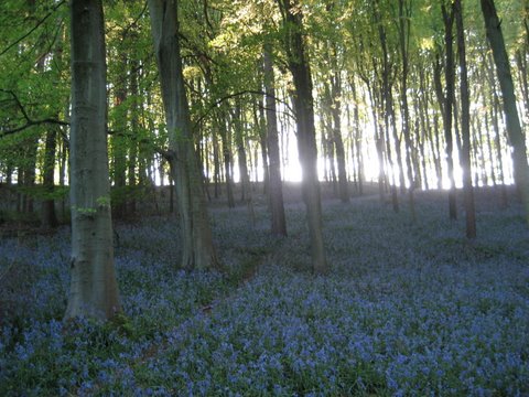 Bluebells in Leigh Woods.  Photo from www.abbotsleigh.org.uk