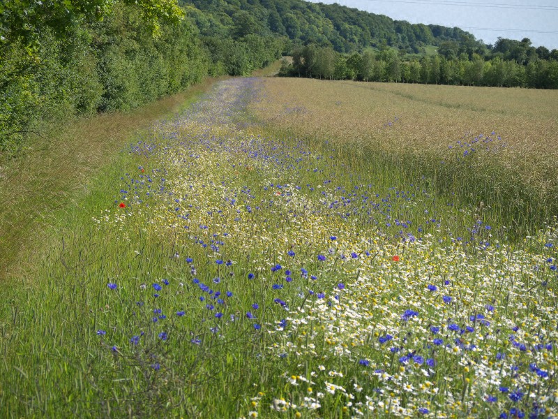 Field margin in UK