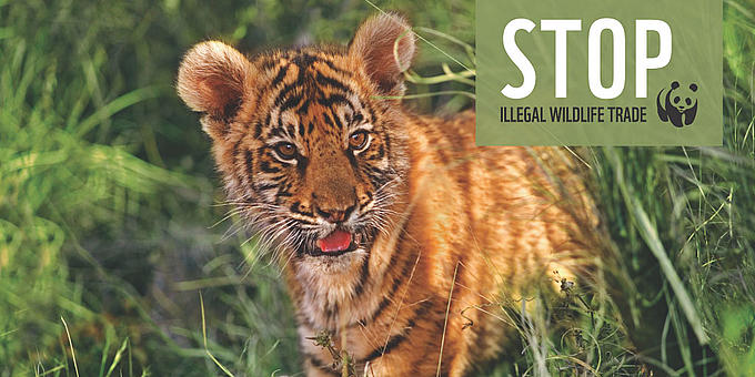 stop_illegal_wildlife_trade_