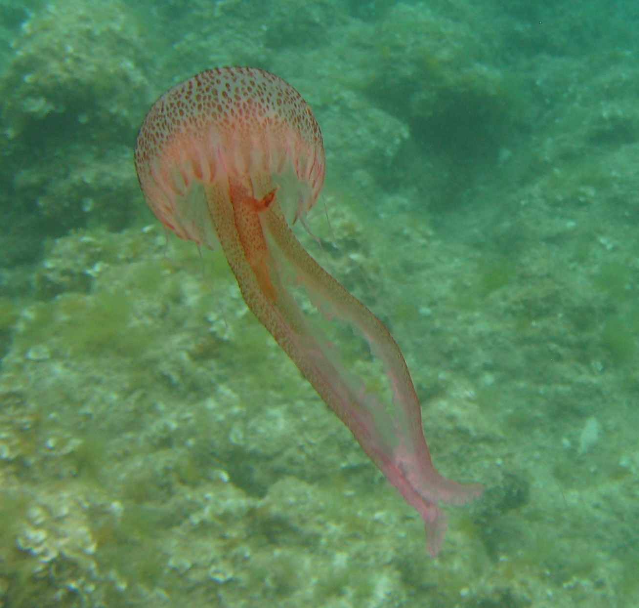 Pelagia Noctiluca - Mauve Stinger - Wikimedia