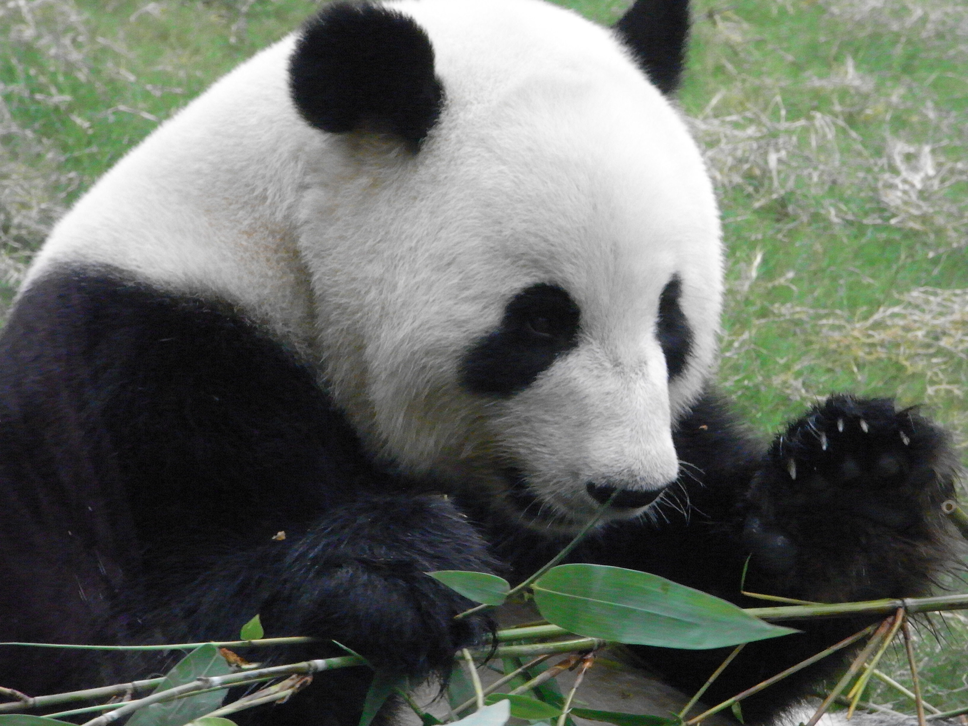 Giant panda eating bamboo shoots - Wikipedia