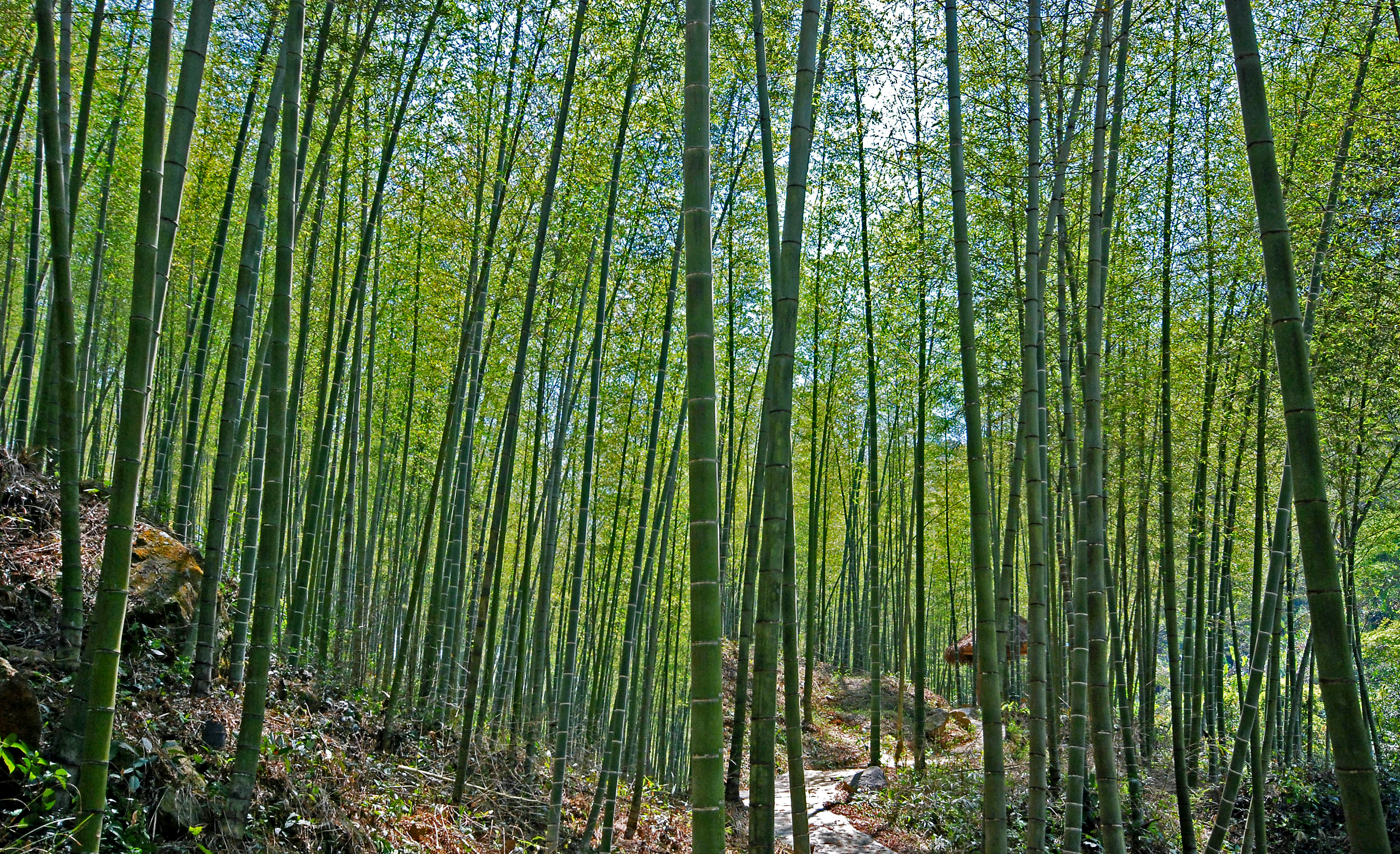 bamboo poles 3