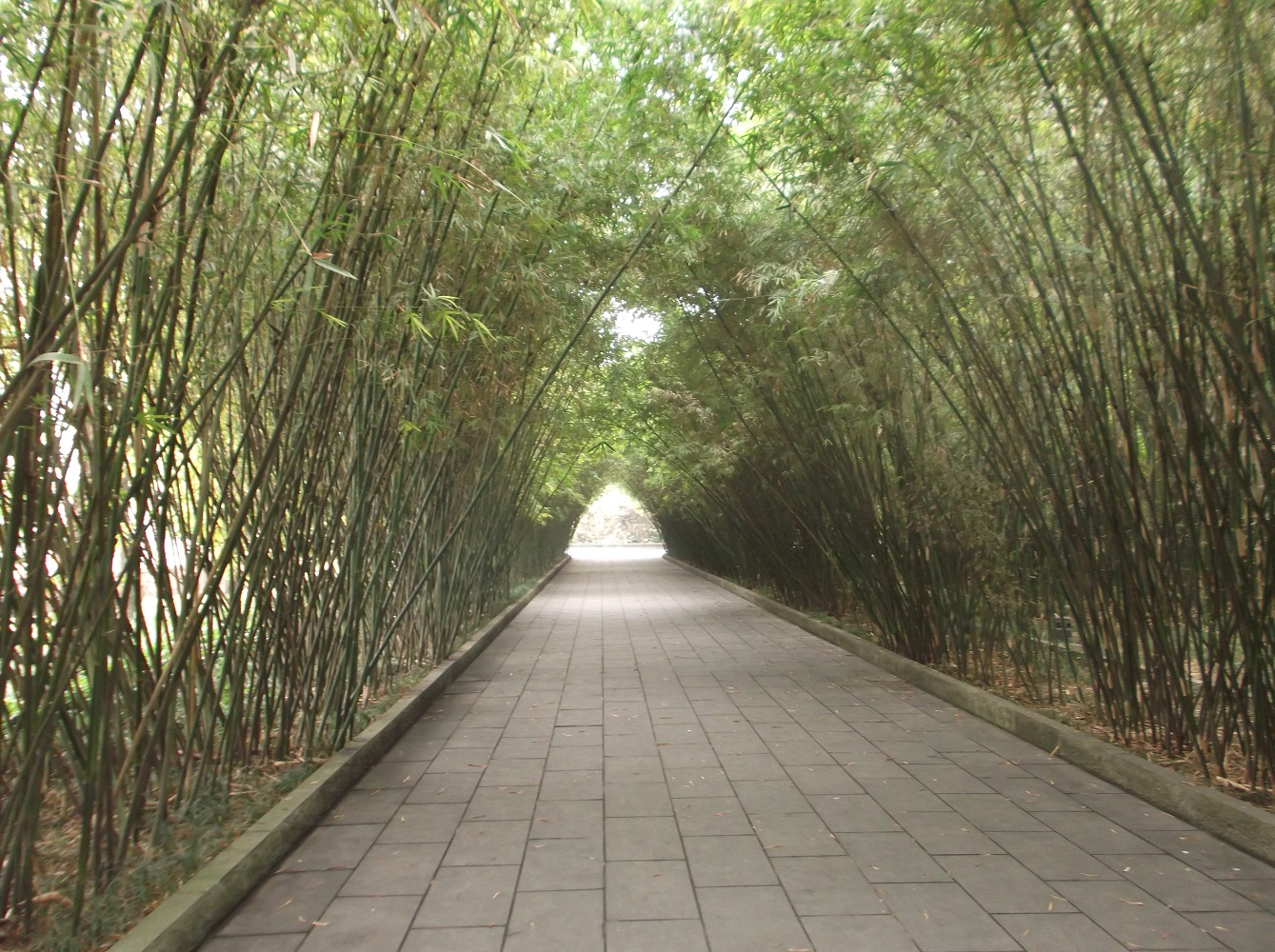 Bamboo corridor in Wangjianglou Park, Chengdu, Sichuan, China