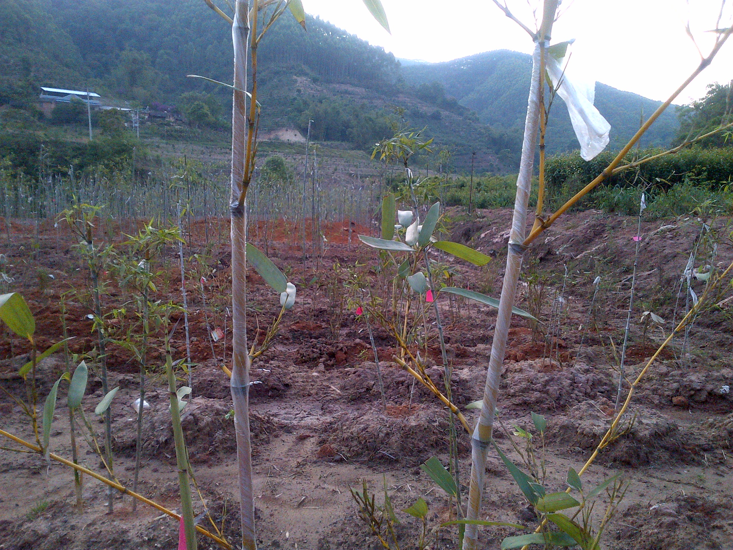 Bamboo-reforestation-garden2015 (3)