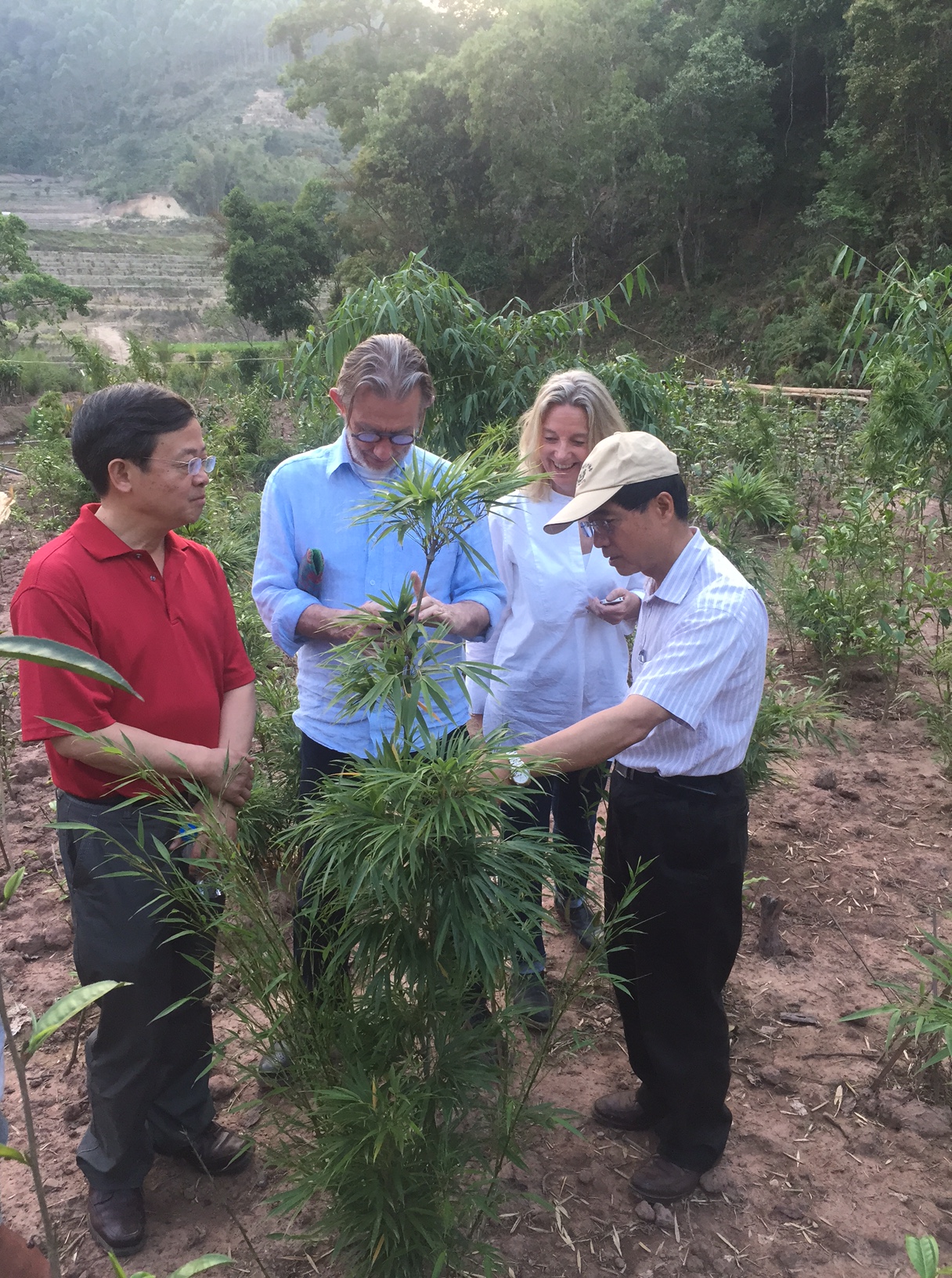 A Chimonocalamus plant with admirers