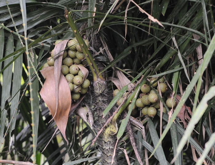 rattan fruit