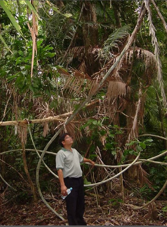 Rattan in the Philippines. Photo by Prof Zhu Zhao Hua 