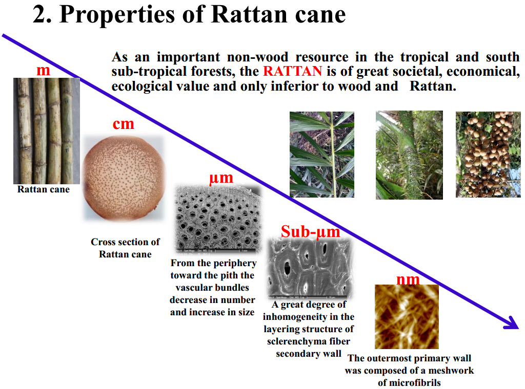 Properties of rattan. Illustration by Dr Yang Shumin 