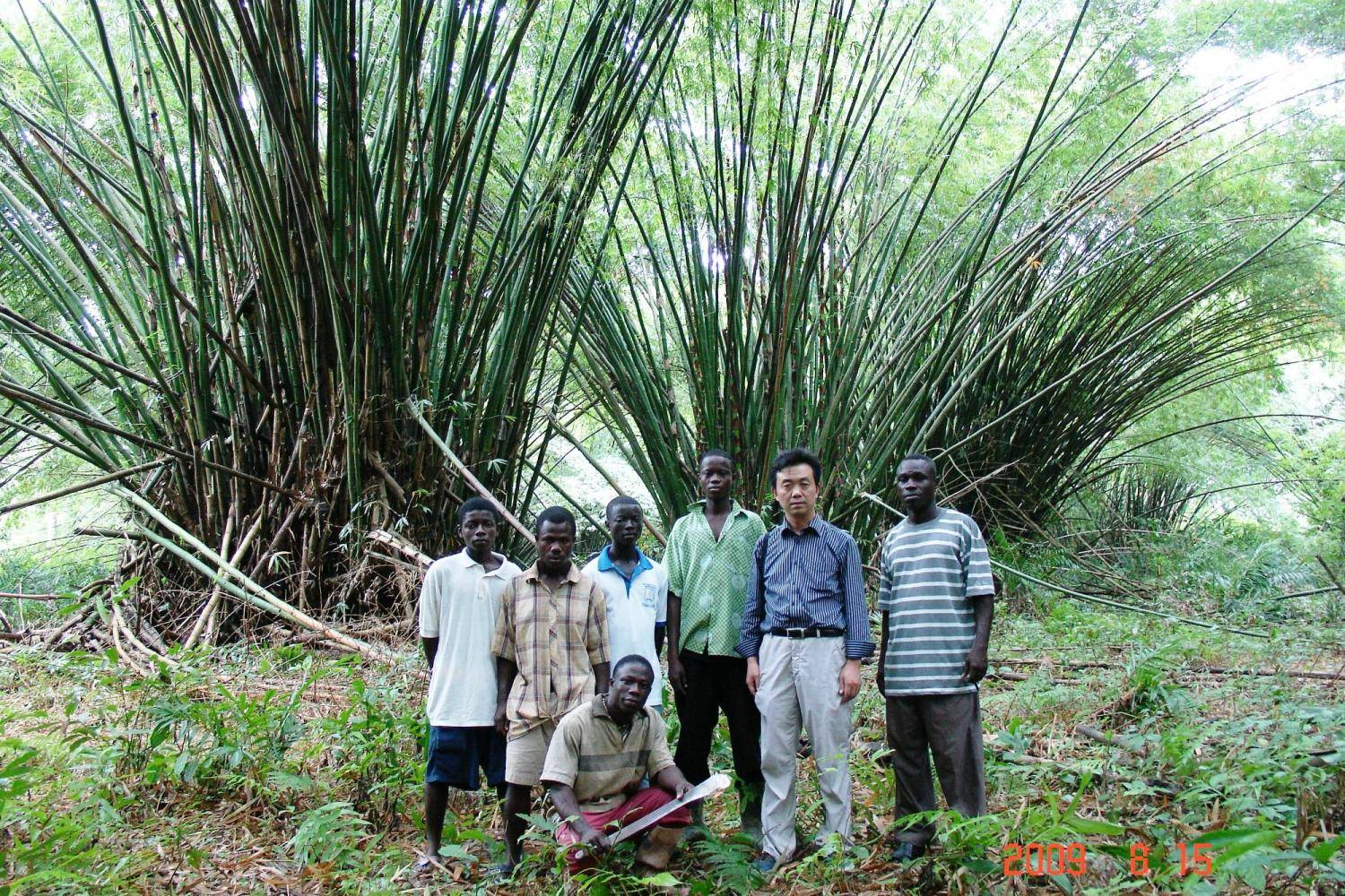 Bamboo in Ghana