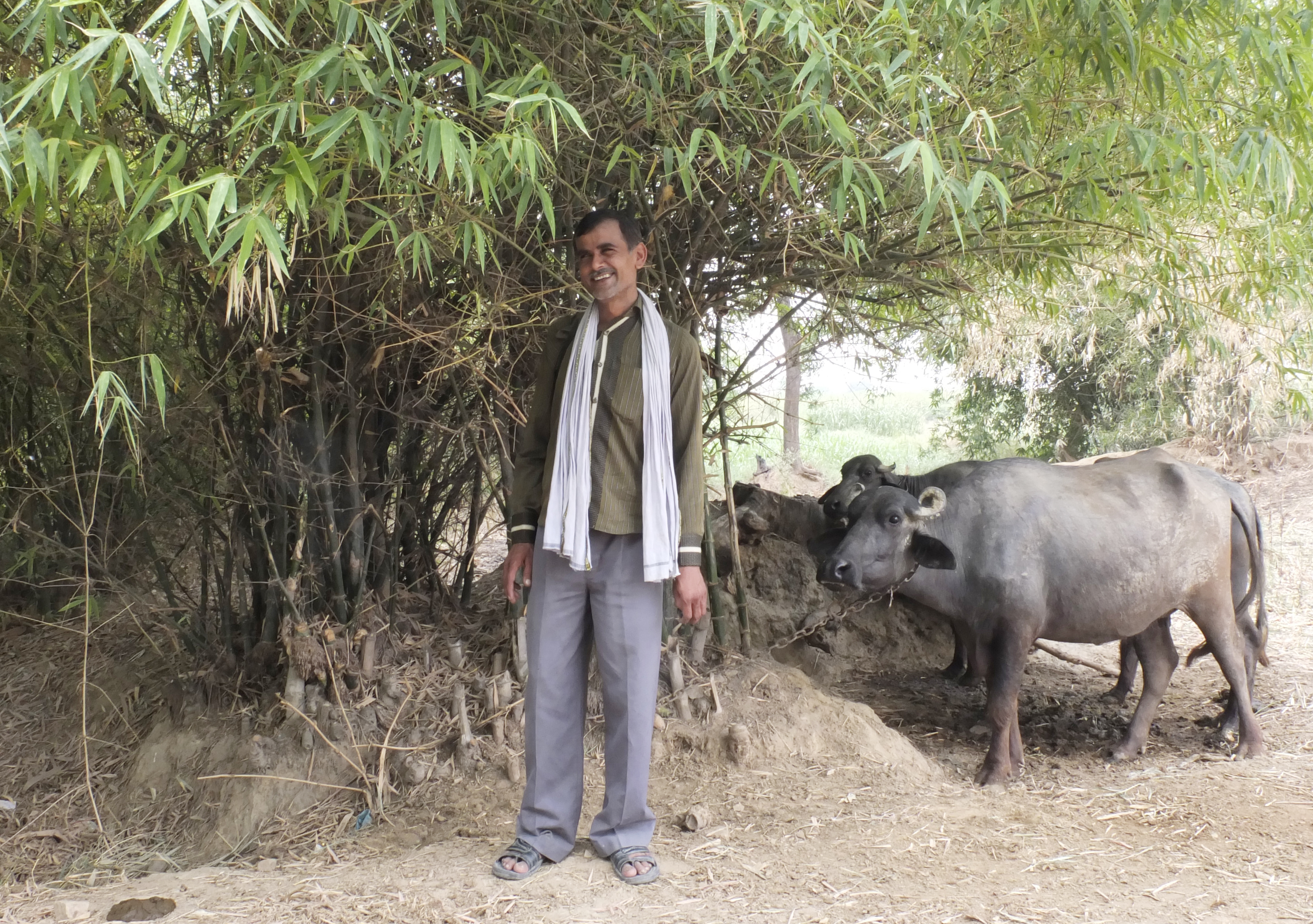 Farmer and buffalo in Allahabad, India