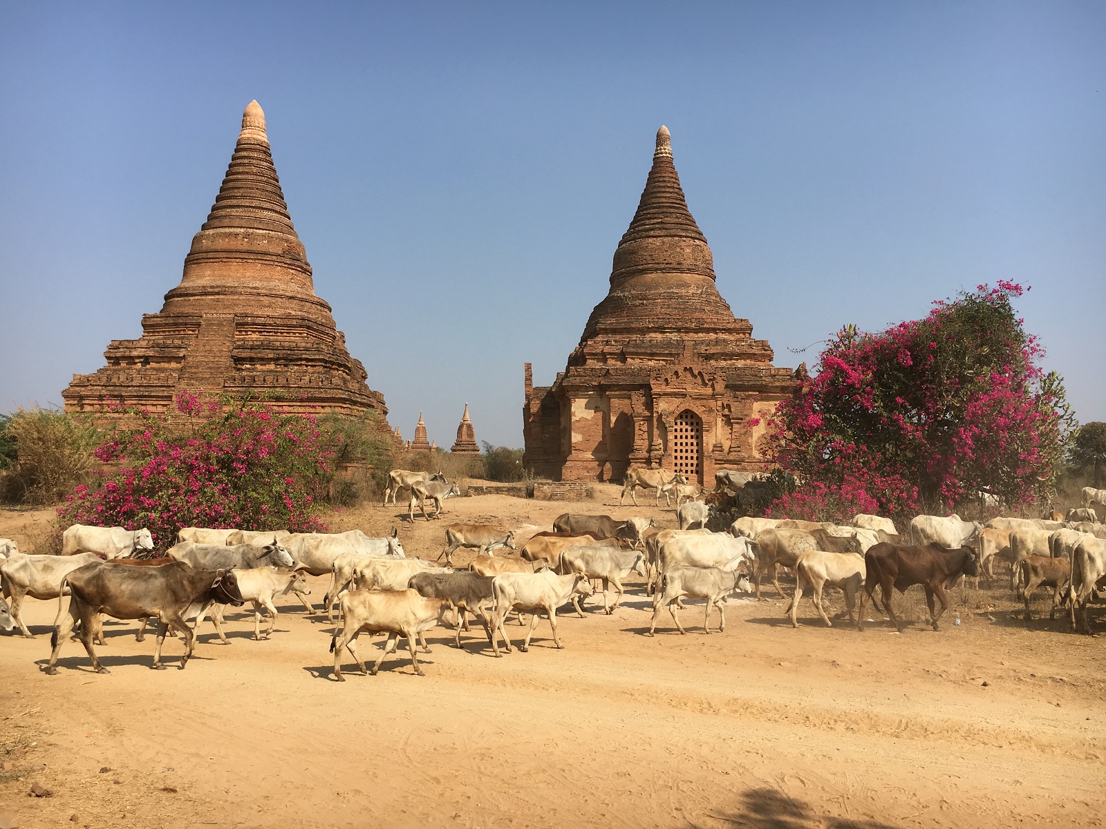 cows-pagoda-wordpress