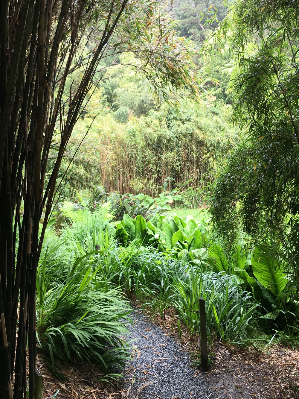 twitter_Trebah-bamboos