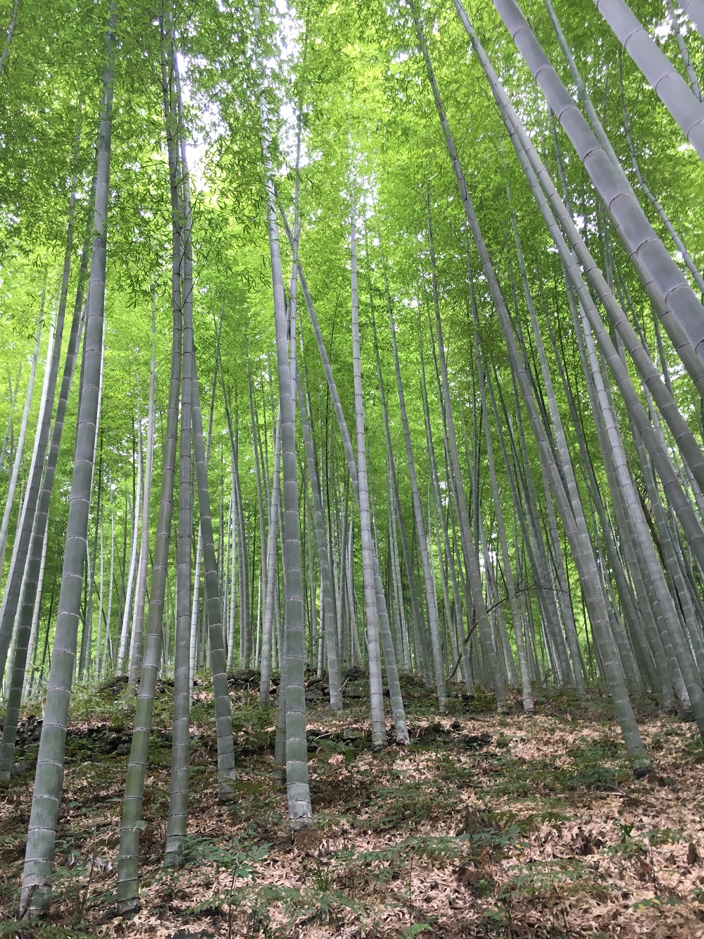 Twitter-bamboo-forest