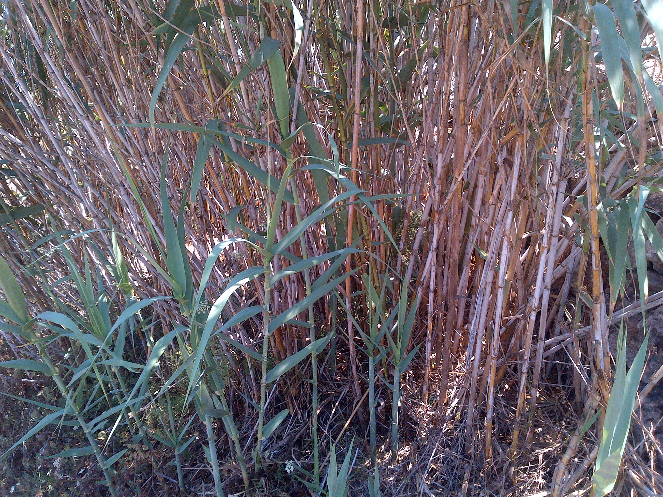 gozo-grass