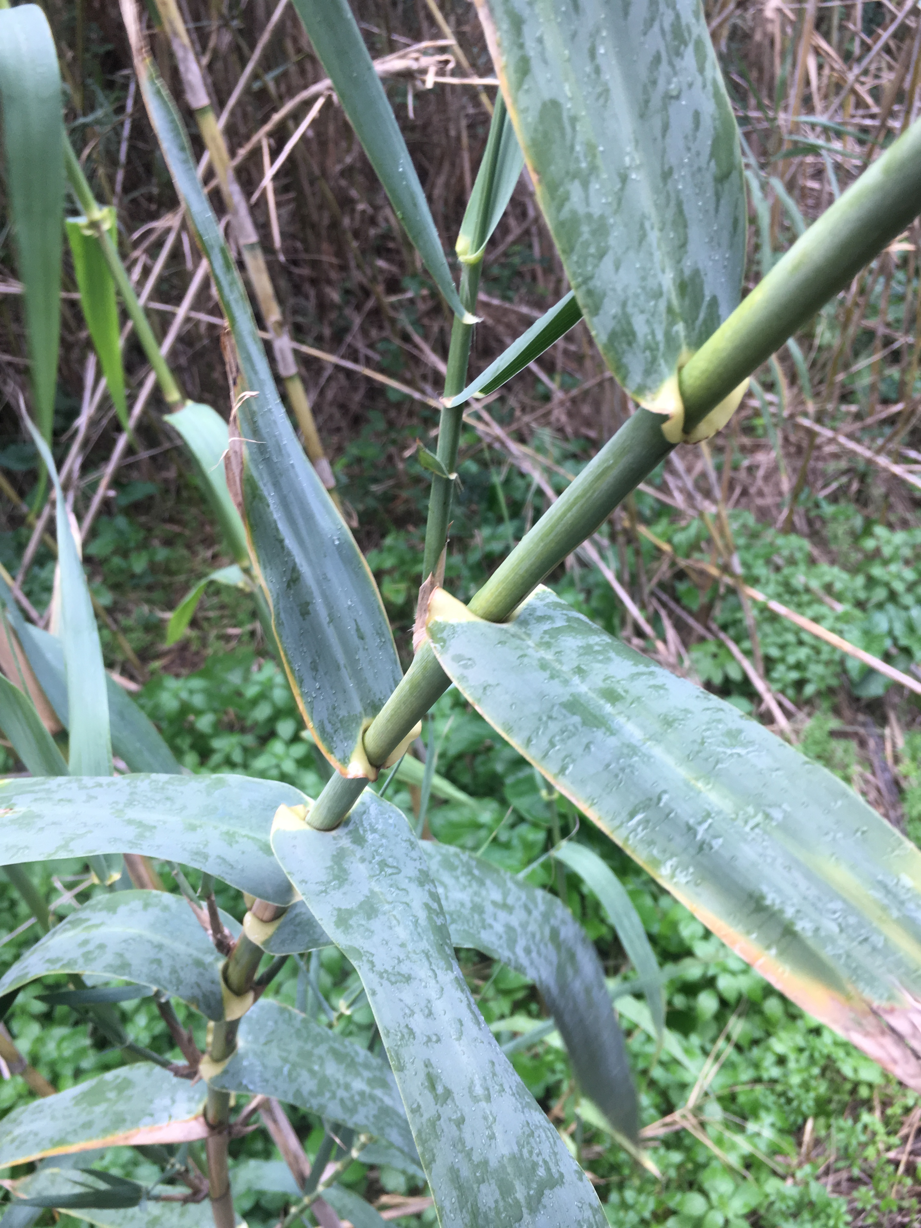 leaves-close-up