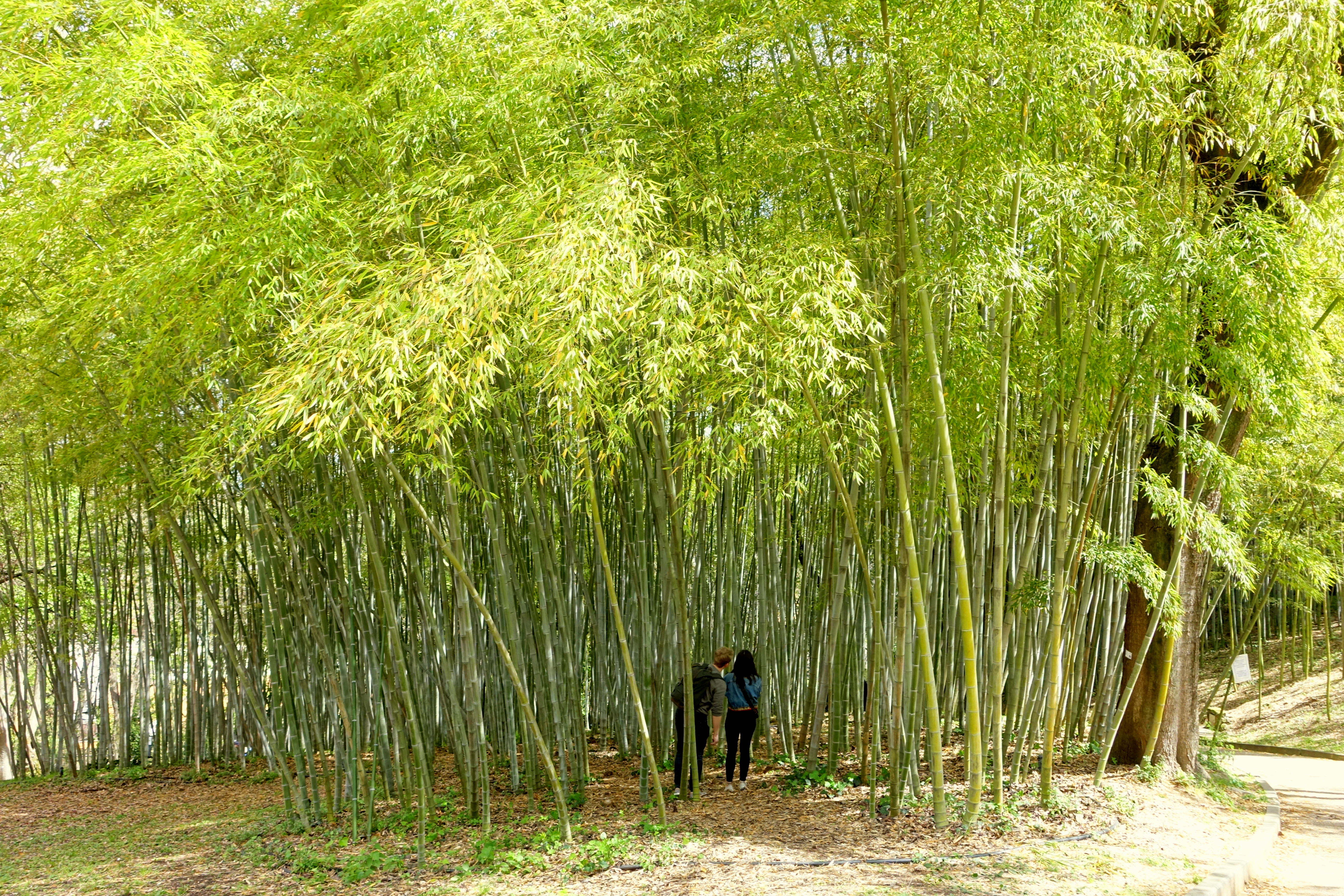 Botanical-Garden_Rome-Italy_Wikipedia